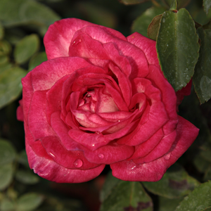 Ezüstös, erős rózsaszín széllel - virágágyi floribunda rózsa